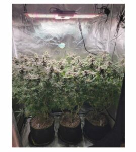 High Yield Grow Light setup